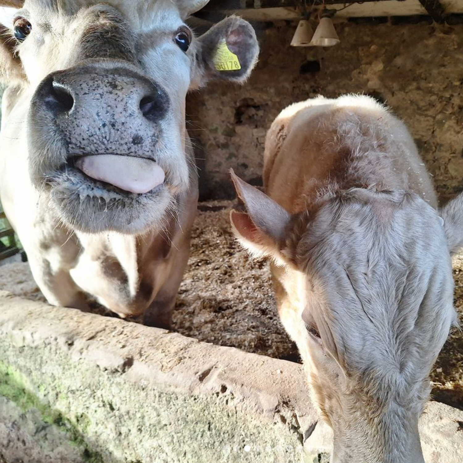 Heartstone Veganic Sanctuary Compassion Threads Donations