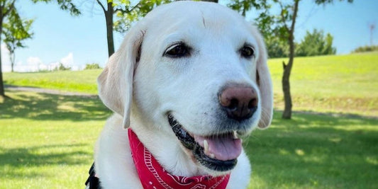 Mylovelylily Brave Labrador Lilly fighting brain cancer | Compassion Threads Blog